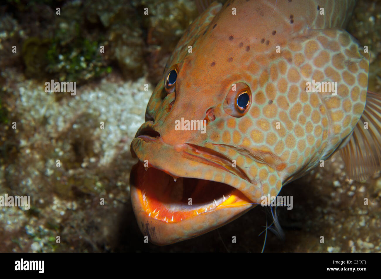 Ein Tiger Zackenbarsch breitet sich seine "Kieme Platten warten Putzerfische zu beenden, die Parasiten aus dem Inneren der Reinigung seiner" Mund Stockfoto