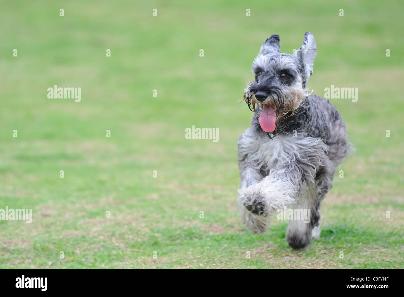 Ein Zwergschnauzer-Hund läuft auf der Wiese Stockfoto