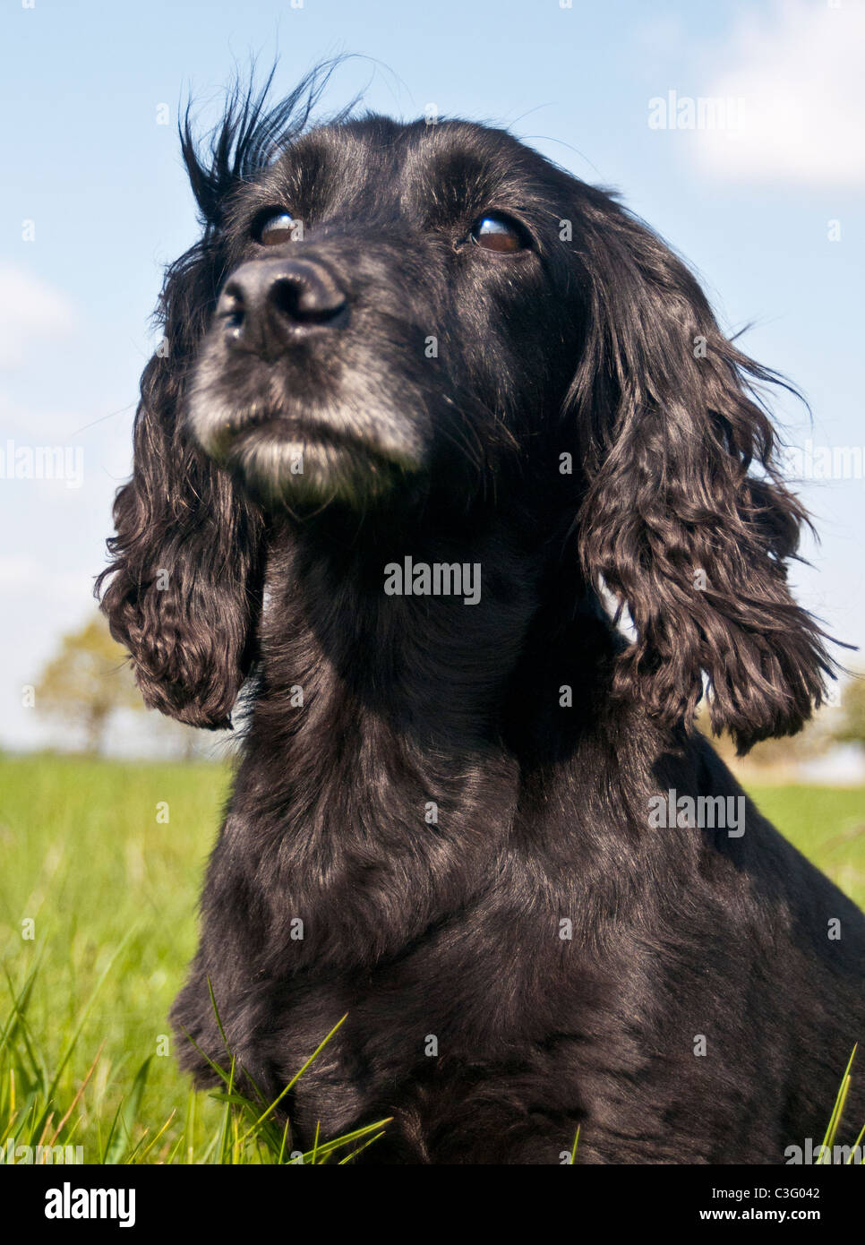 Schwarze Cocker Spaniel saß im Rasen Bereich portrait Stockfoto