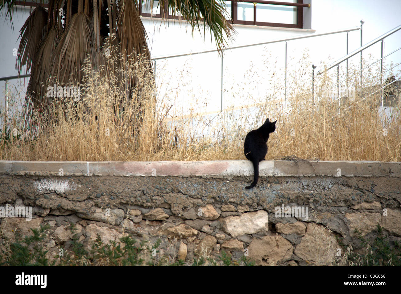 schwarze Katze auf einer Mauer sitzend Stockfoto