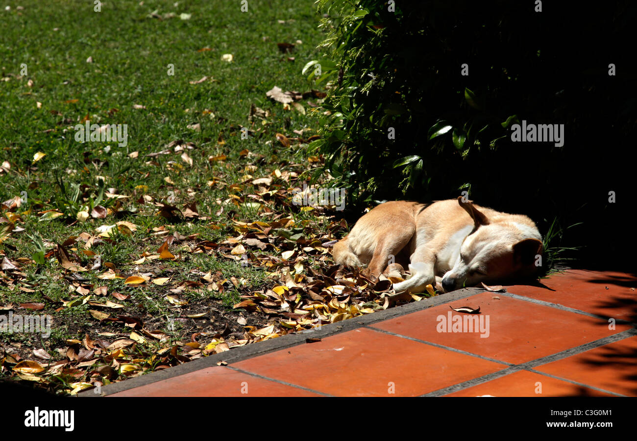 Haustier Hund schlafen Sonnenbaden auf der sonnigen Terrasse, Estancia La Candelaria del Monte, Argentinien, Südamerika. Stockfoto