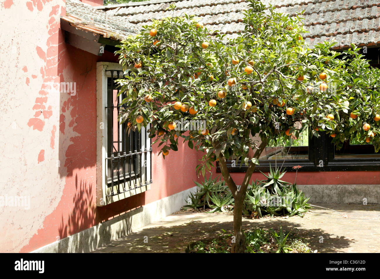 Orangenbaum auf der Estancia La Candelaria del Monte, Argentinien, Südamerika. Stockfoto
