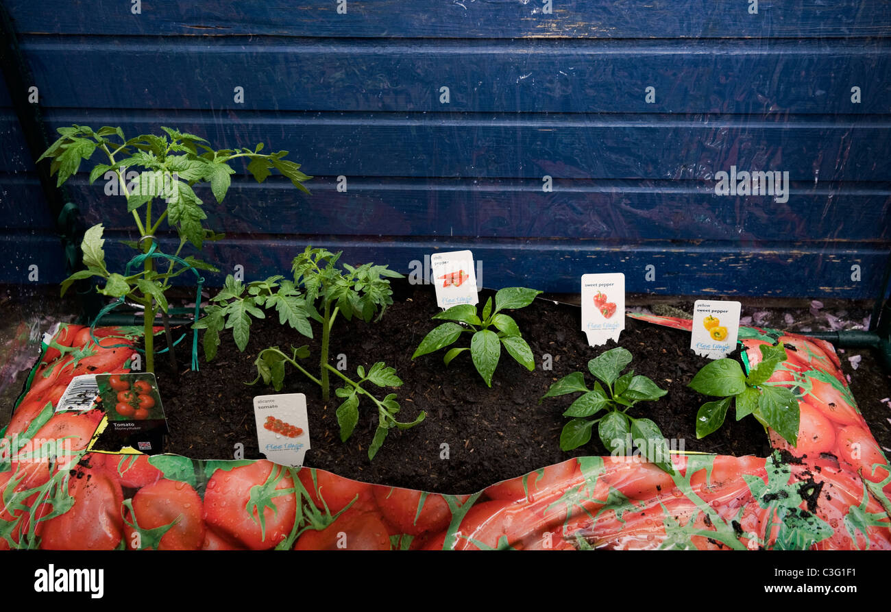 Verschiedene Tomaten und Rote und gelbe Paprika Pflanzen wachsen in einem growbag Stockfoto