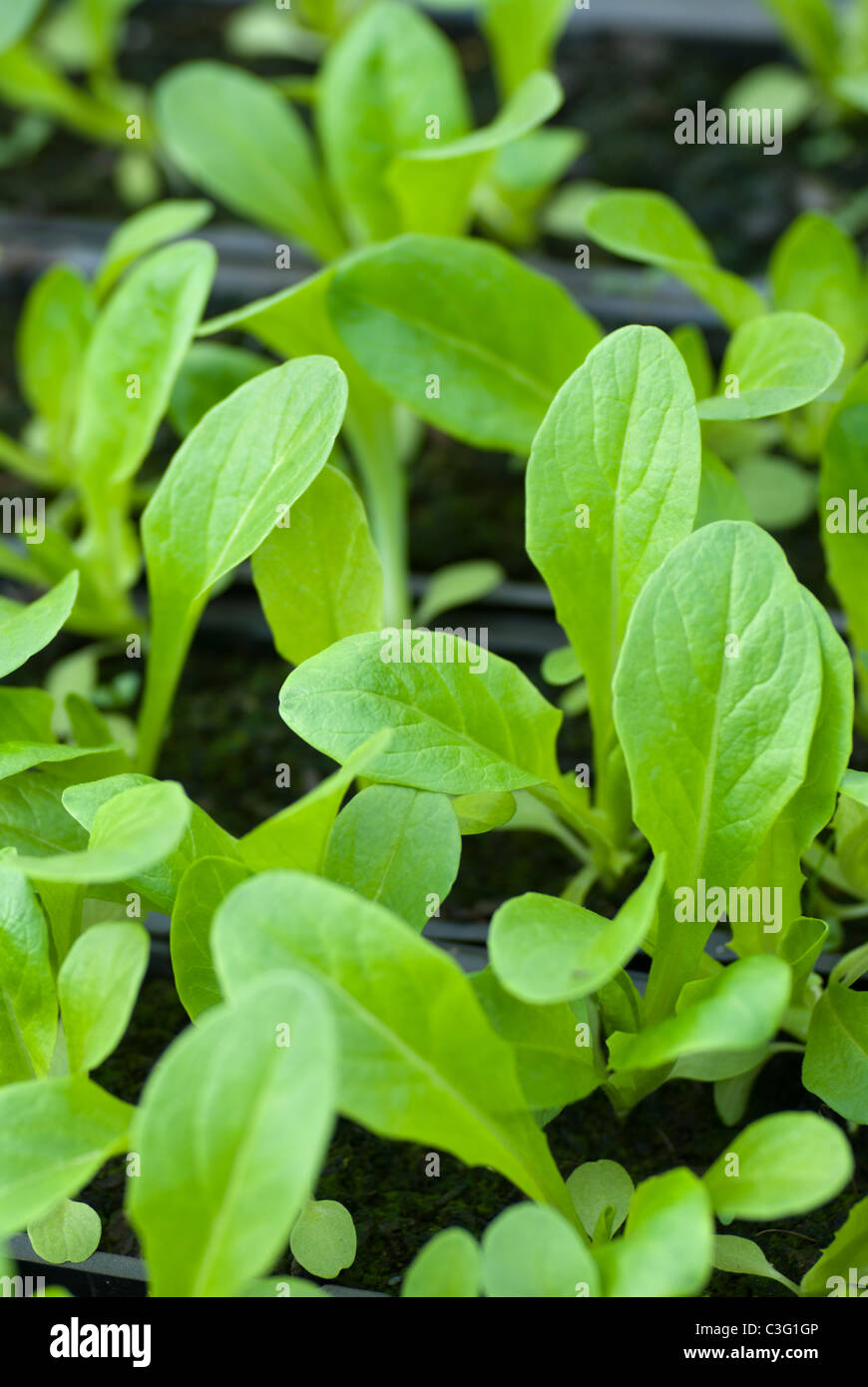 Salat-Sämlinge wachsen in einer Schale Stockfoto