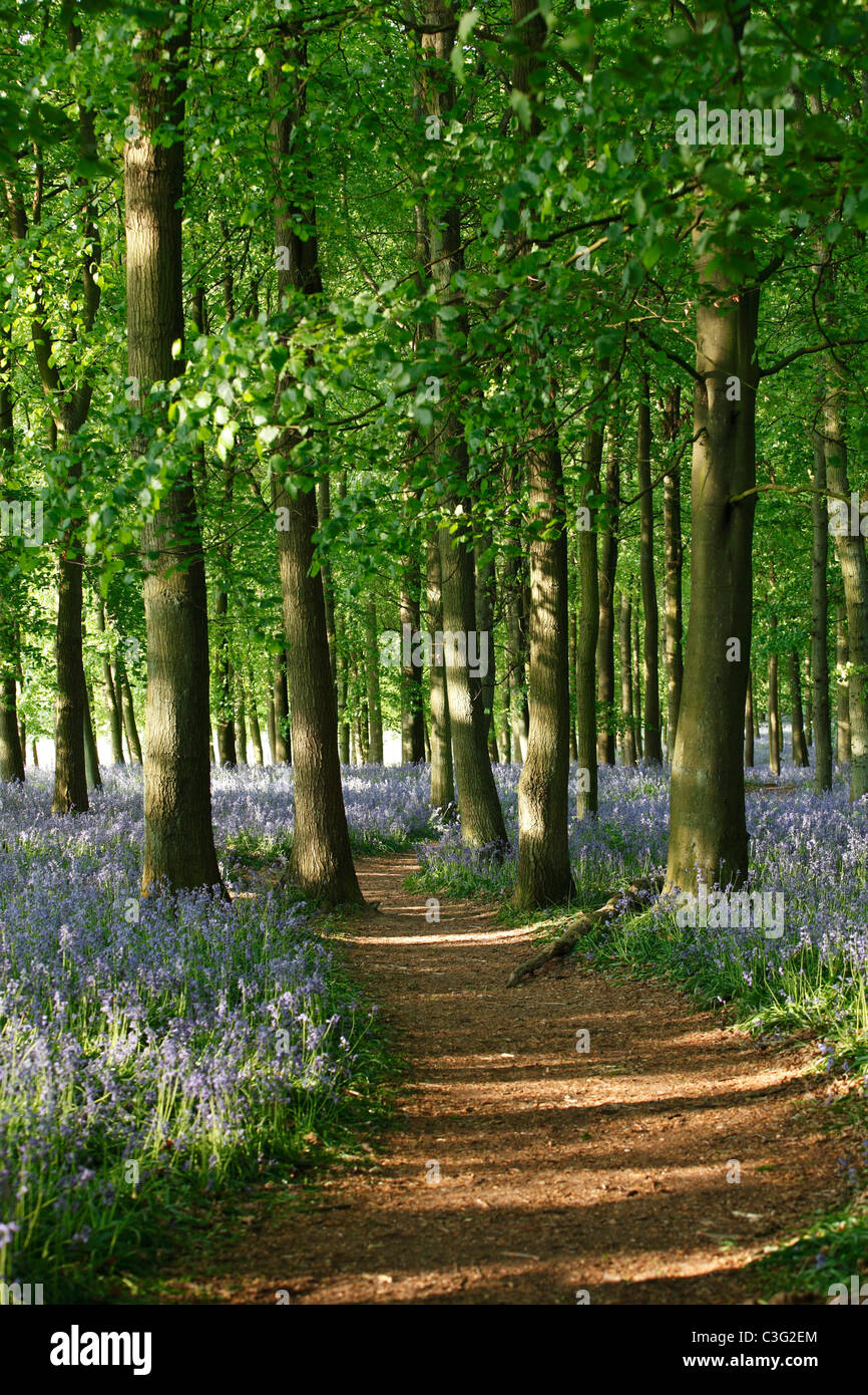 Glockenblumen und Buche Holz, Waldweg, England, UK Stockfoto