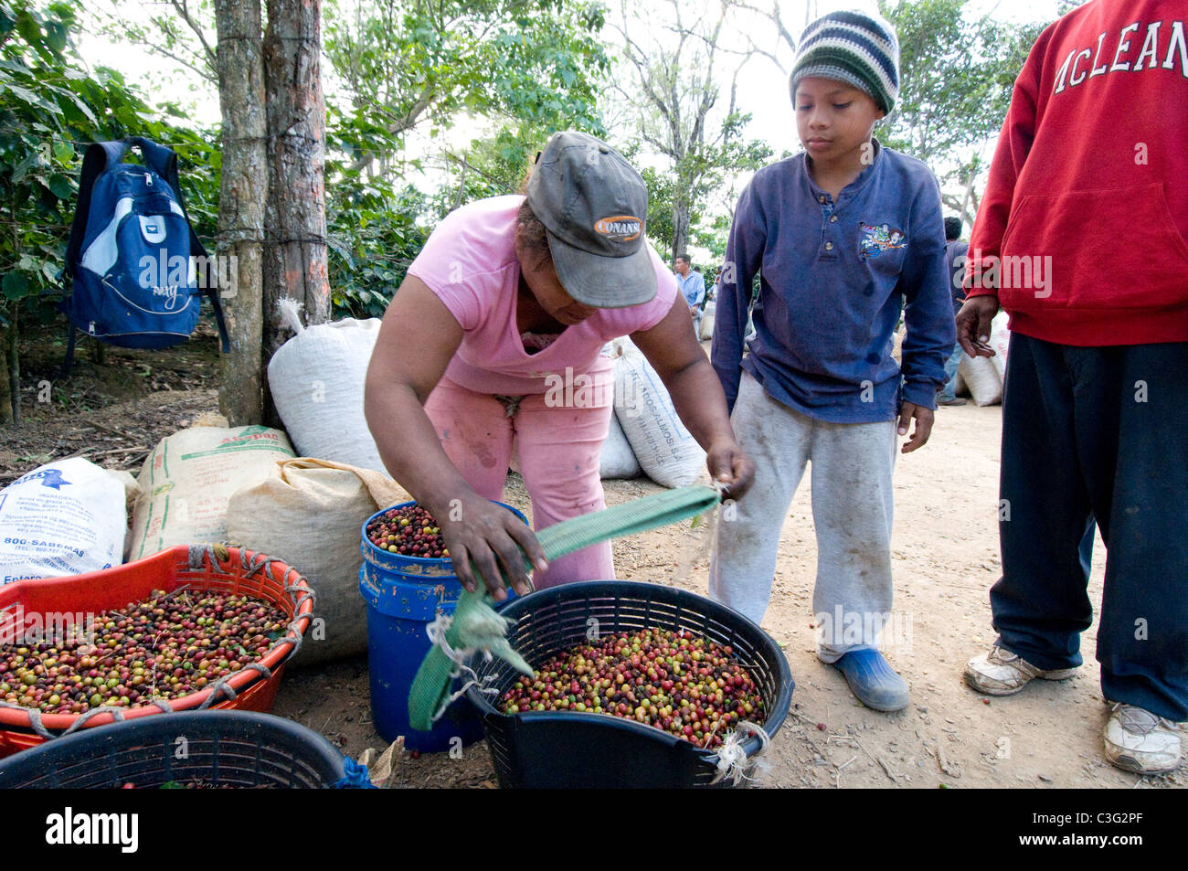 Saisonale Kaffee-Pflücker Rodeo Plantagen Zentraltal Costa Rica Stockfoto