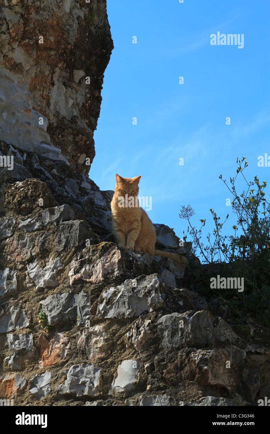 Eine Katze sitzt auf Teil der Wand in den Ruinen der Burg von Tavira, Algarve, Portugal. Stockfoto
