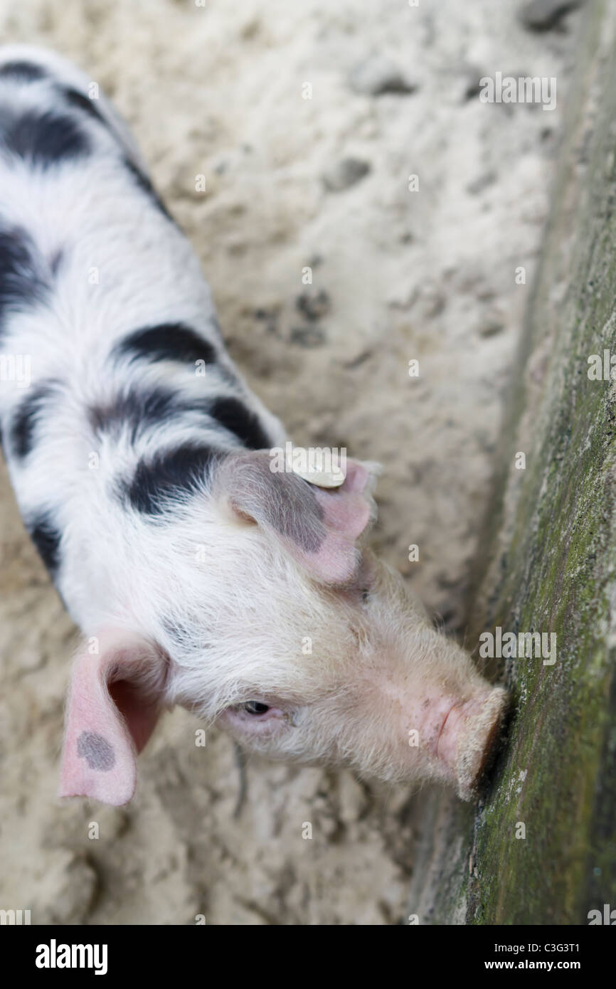 Bild von einem jungen Bentheim schwarz Pied mit textfreiraum hautnah. Stockfoto