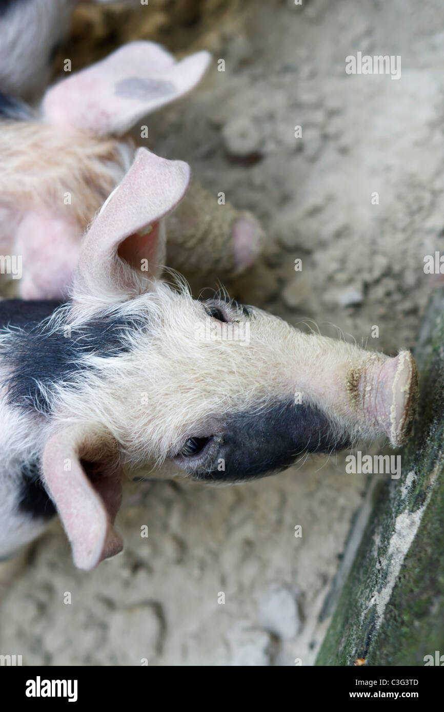 Bild von einem jungen Bentheim schwarz Pied mit textfreiraum hautnah. Stockfoto