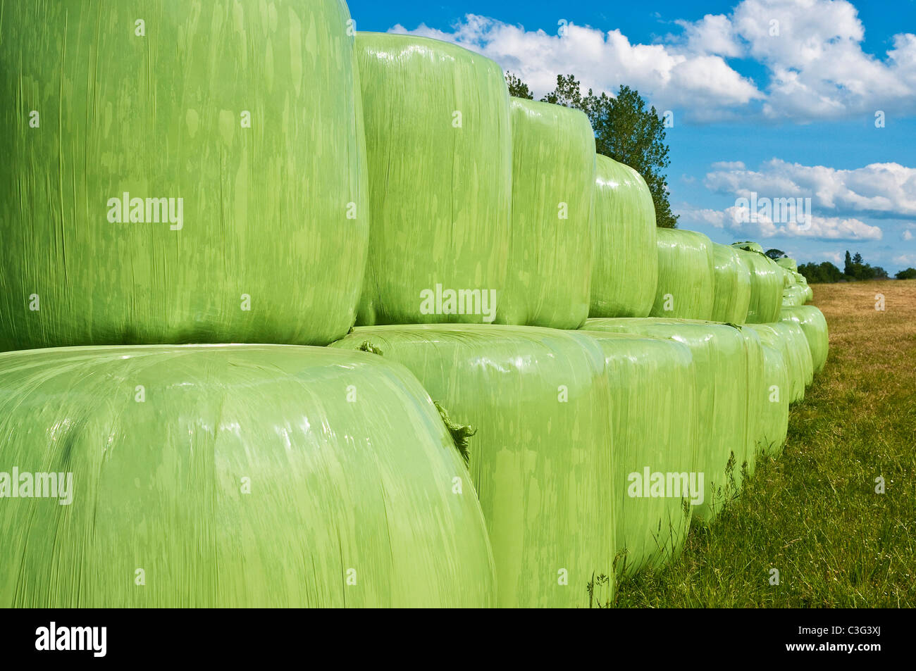 Green Polyethylen bedeckt Ballen Silage für Rinder Futter - Frankreich. Stockfoto