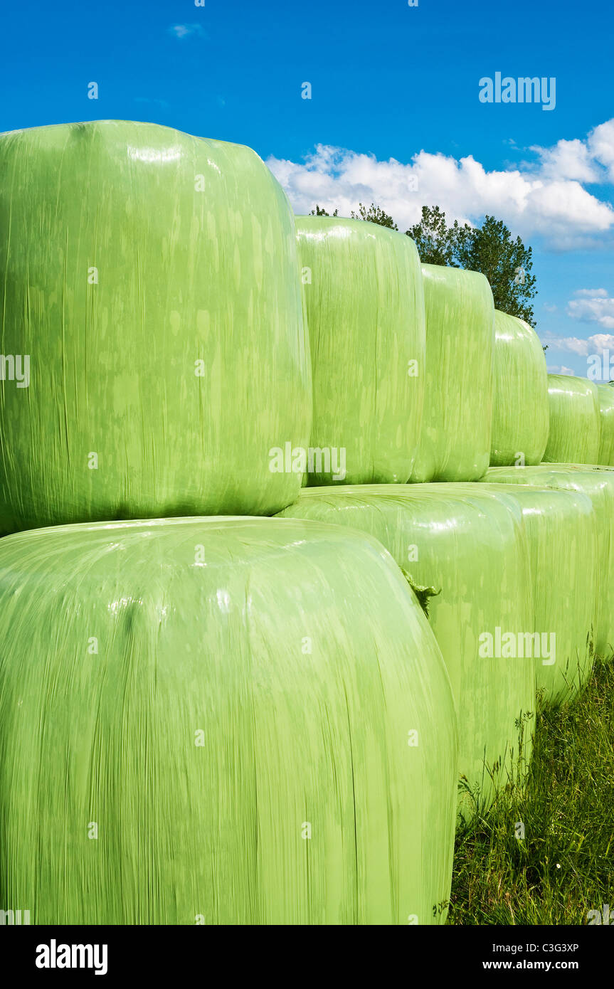 Green Polyethylen bedeckt Ballen Silage für Rinder Futter - Frankreich. Stockfoto