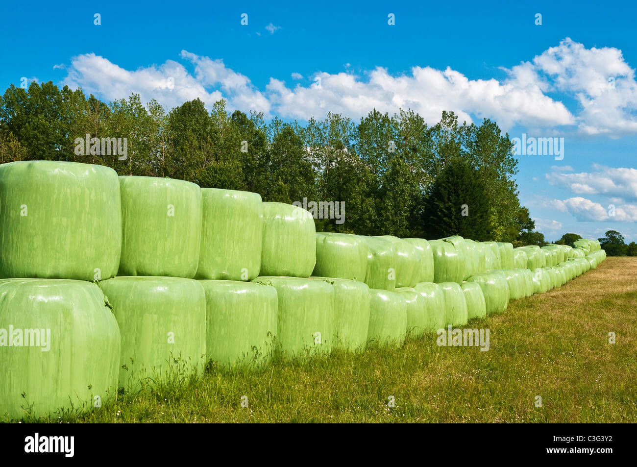 Green Polyethylen bedeckt Ballen Silage für Rinder Futter - Frankreich. Stockfoto