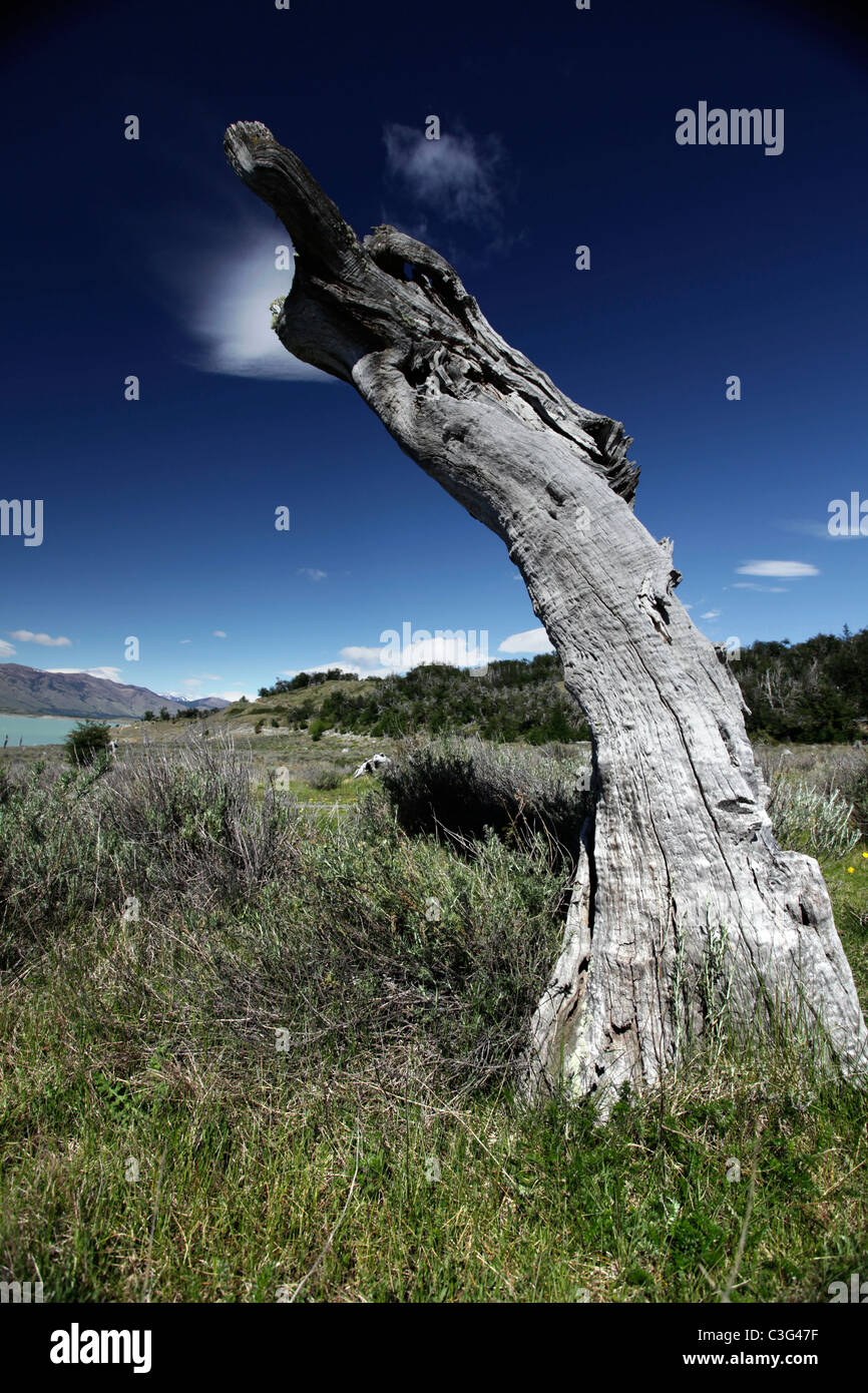 Baumstamm im Grünland gegen dunkelblauen Himmel, Gletscher-Nationalpark in der Nähe von El Calafate in Patagonien, Argentinien, Südamerika. Stockfoto