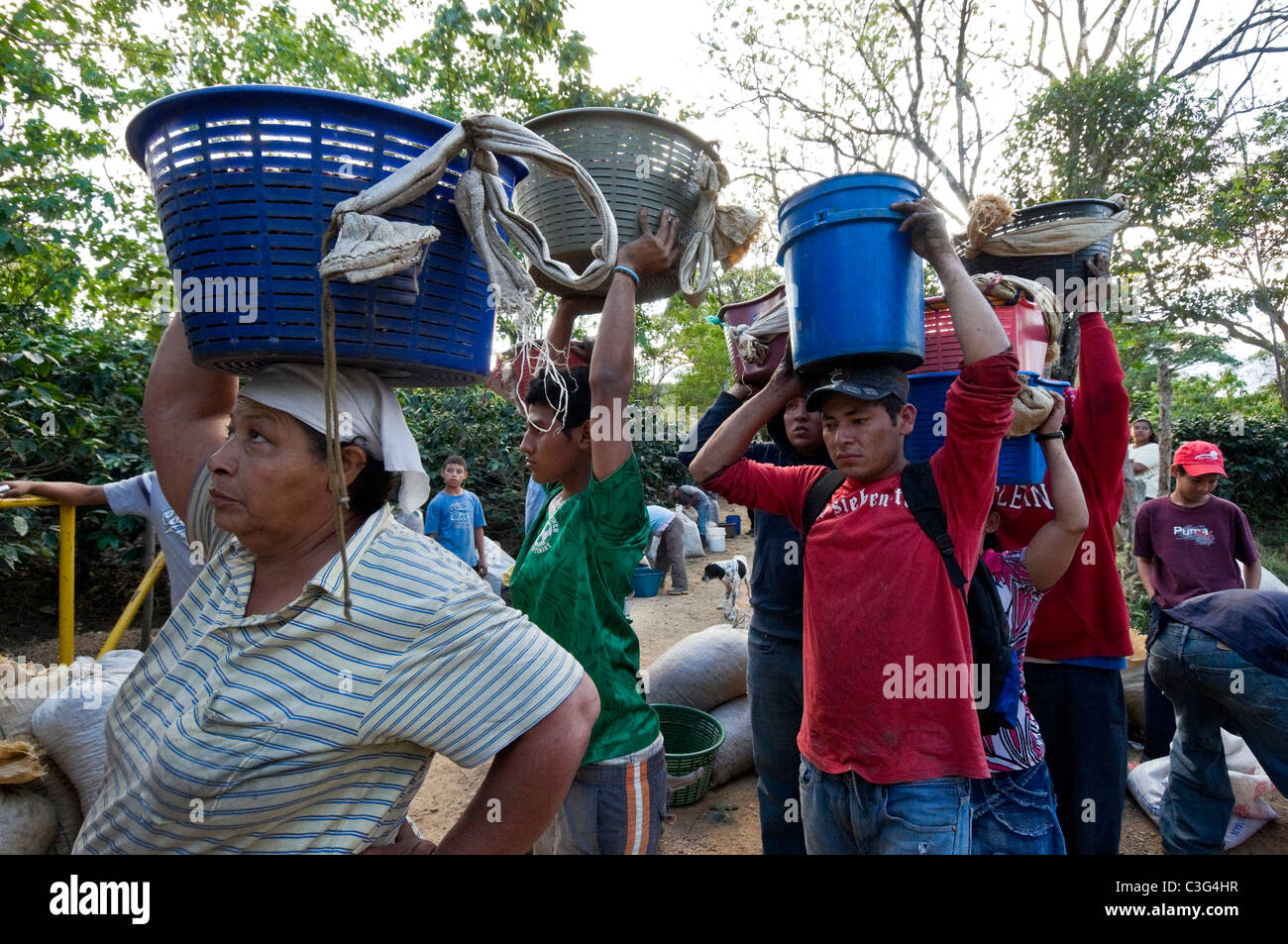 Tägliche Arbeiter pflücken Kaffee in den Hügeln von El Rodeo Zentraltal Costa Rica Stockfoto