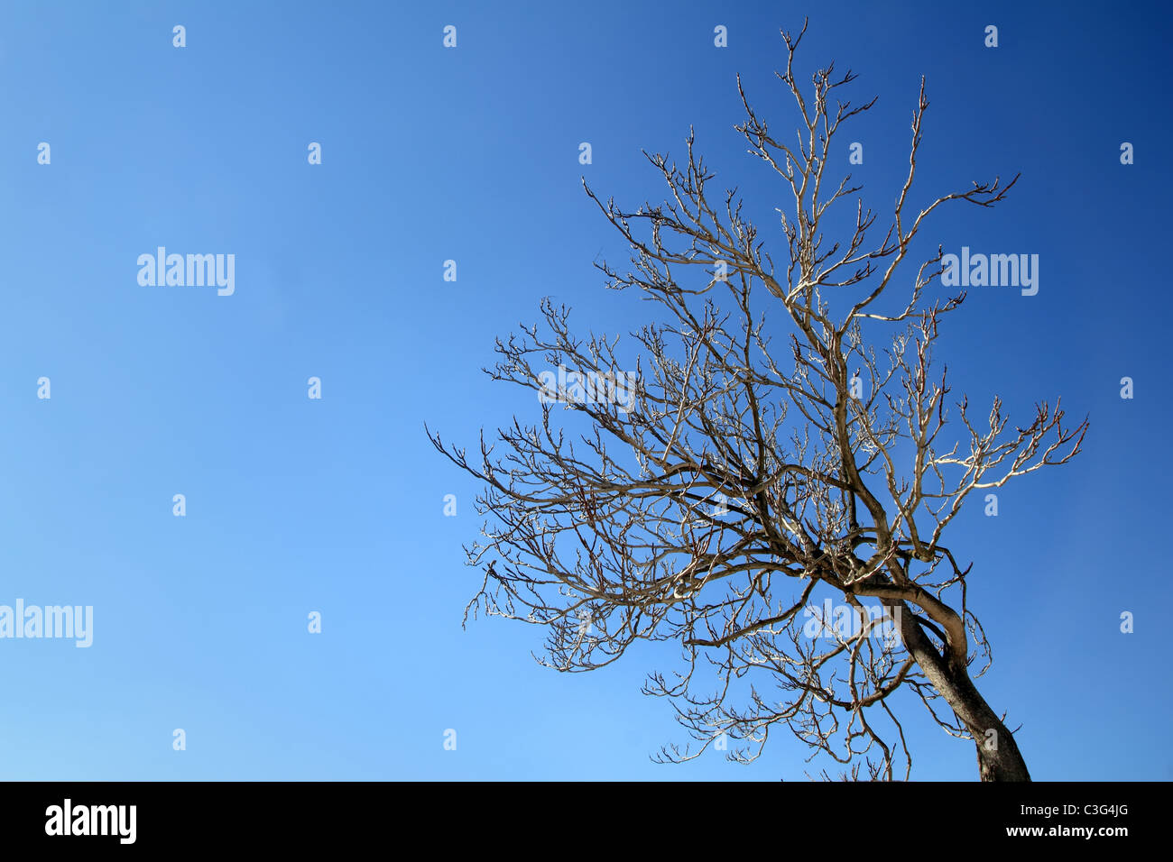 Herbst-Winter Baum verzweigt sich in blauer Himmel Tag Stockfoto