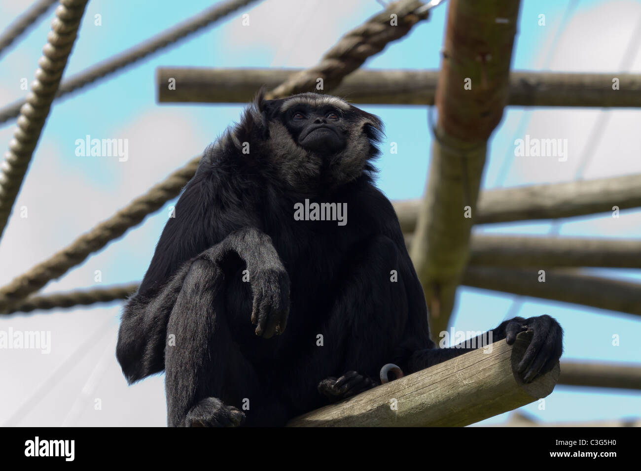 Eine agile Gibbon sitzt auf einem Klettergerüst. Aufgenommen im Zoo von Bristol. Stockfoto