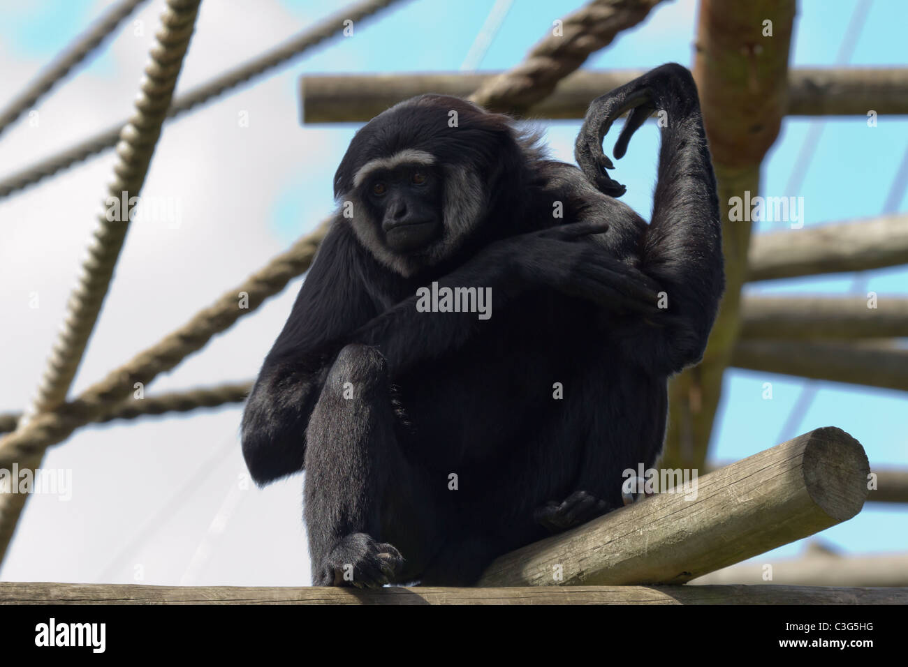 Eine agile Gibbon sitzt auf einem Klettergerüst. Aufgenommen im Zoo von Bristol. Stockfoto