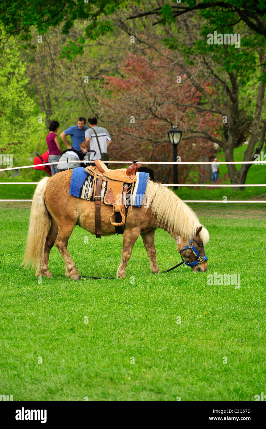 Ponyreiten in Albany Tulip Festival, New York. Stockfoto