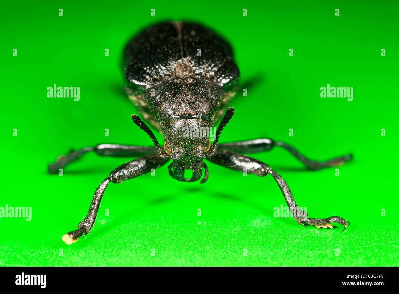 Käfer auf grünem Papier Stockfoto