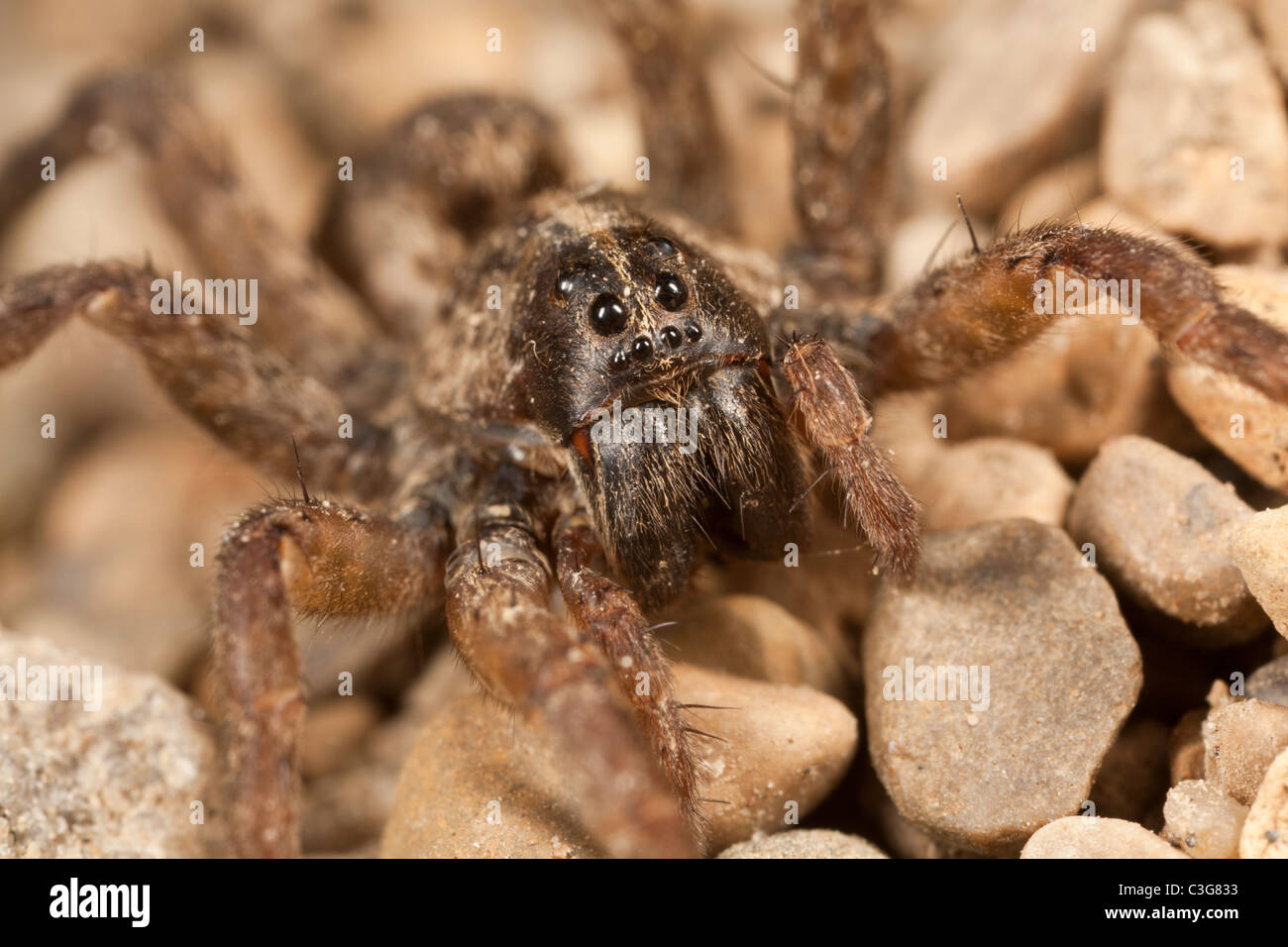 Wolfspinne (Lycosidae SP.) auf Kieselsteinen Stockfoto