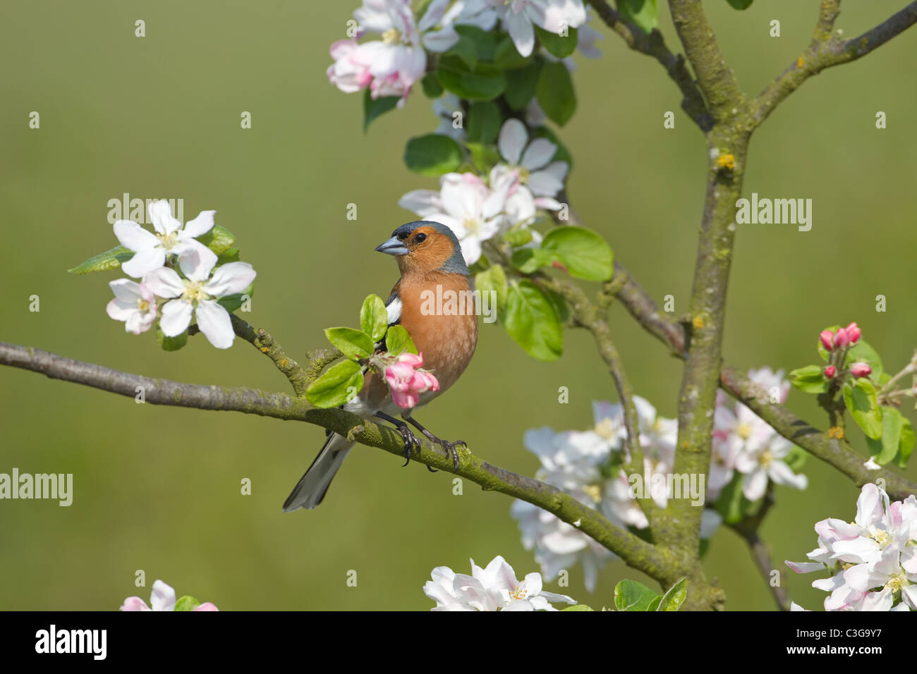 Buchfink Fringilla coelebs männlichen auf apple tree mit Spring Blossom Stockfoto