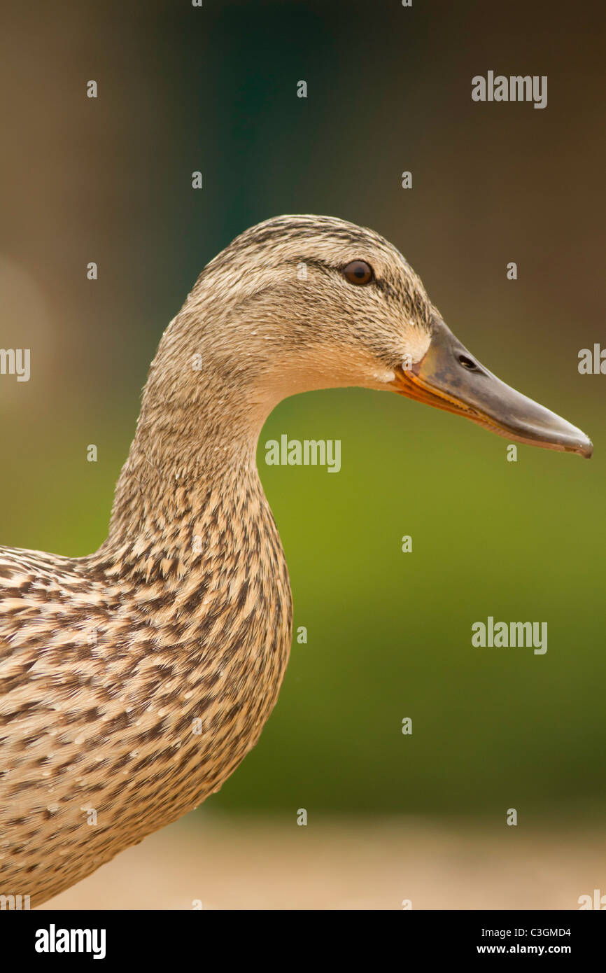 Stockente weiblich Anas Platyrhynchos, Strandbad Par, Cornwall Stockfoto