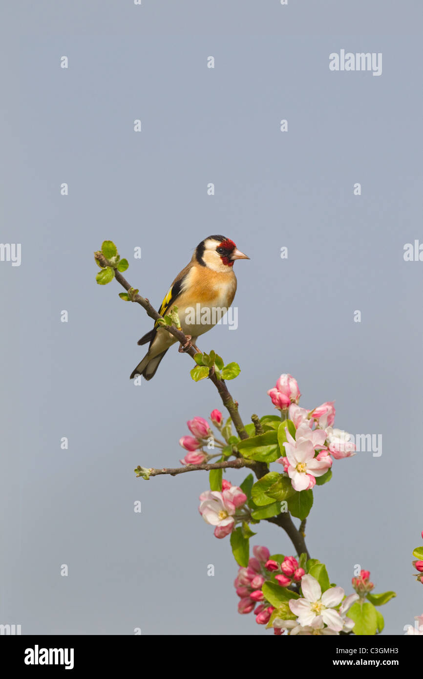 Einen einzigen Erwachsenen Stieglitz Zuchtjahr Zuchtjahr thront auf Frühling Blüte Stockfoto