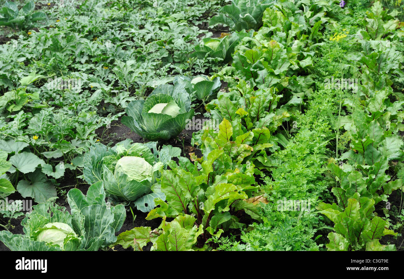 Gemüsegarten Stockfoto