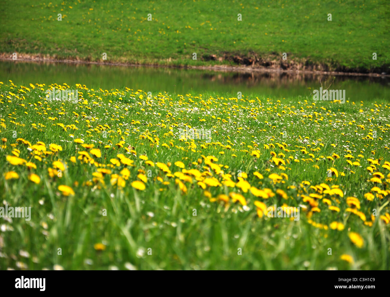 Gelber Löwenzahn auf der Wiese. Stockfoto