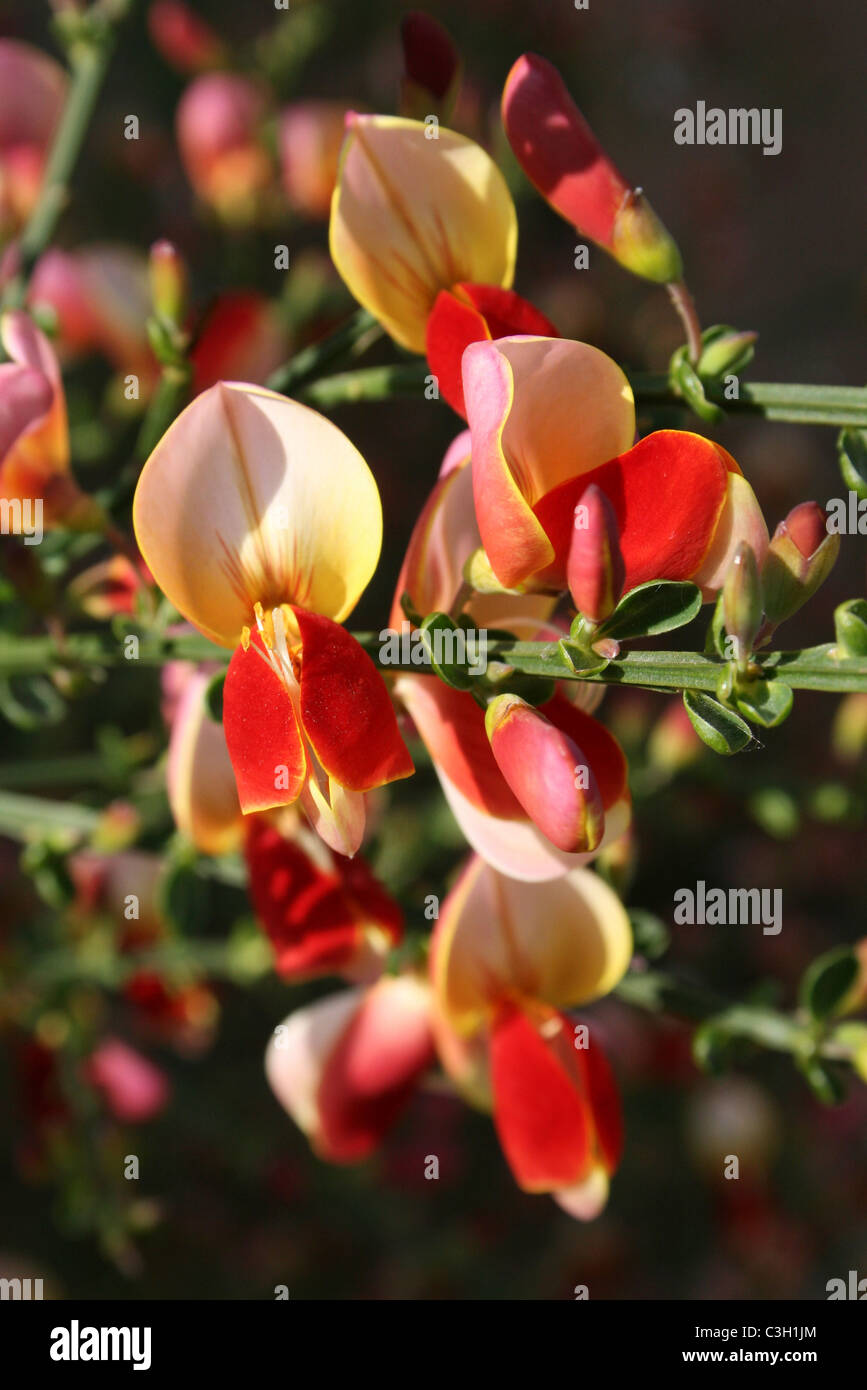 Roten Besen - Cytisus "Lena" Stockfoto