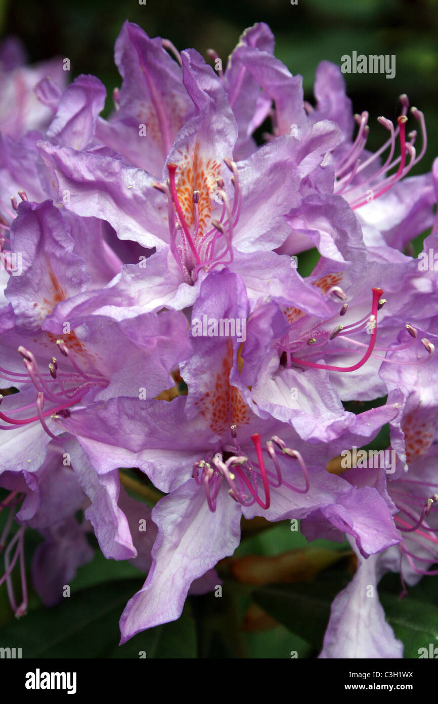 Lila Azalea Blumen Stockfoto