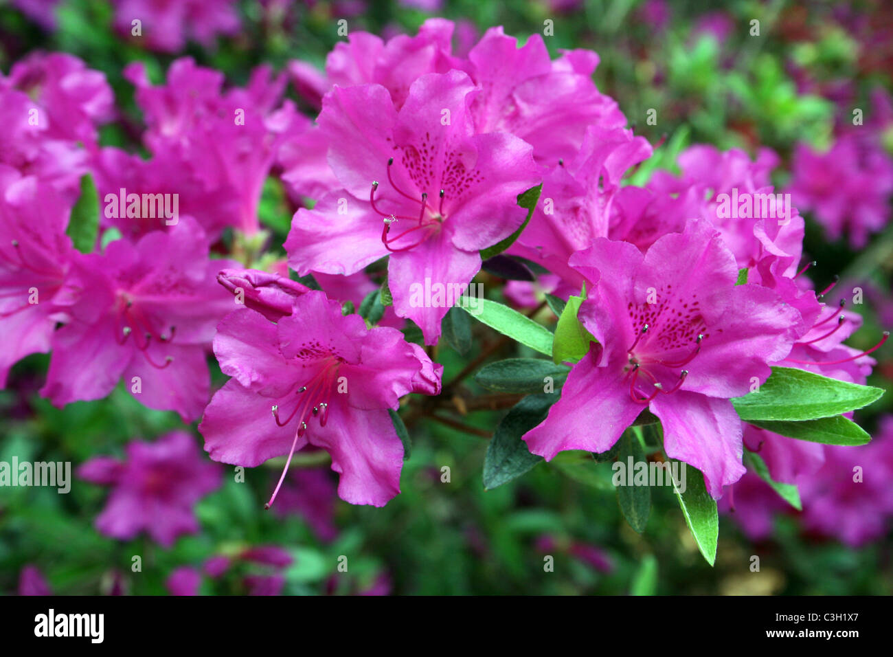 Cerise Rosa Azalee Blumen Stockfoto