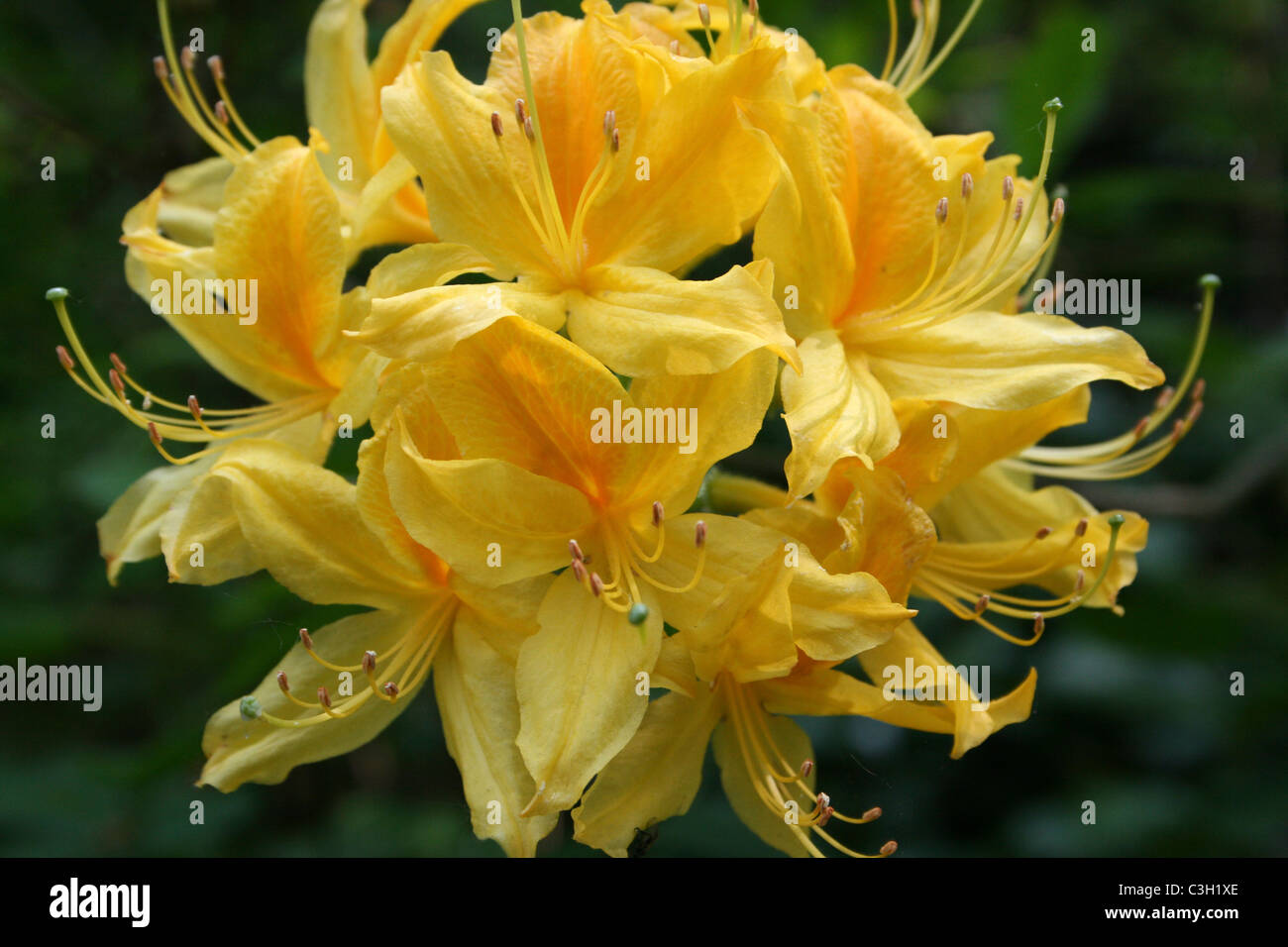 Gelben Azalea Blumen Stockfoto