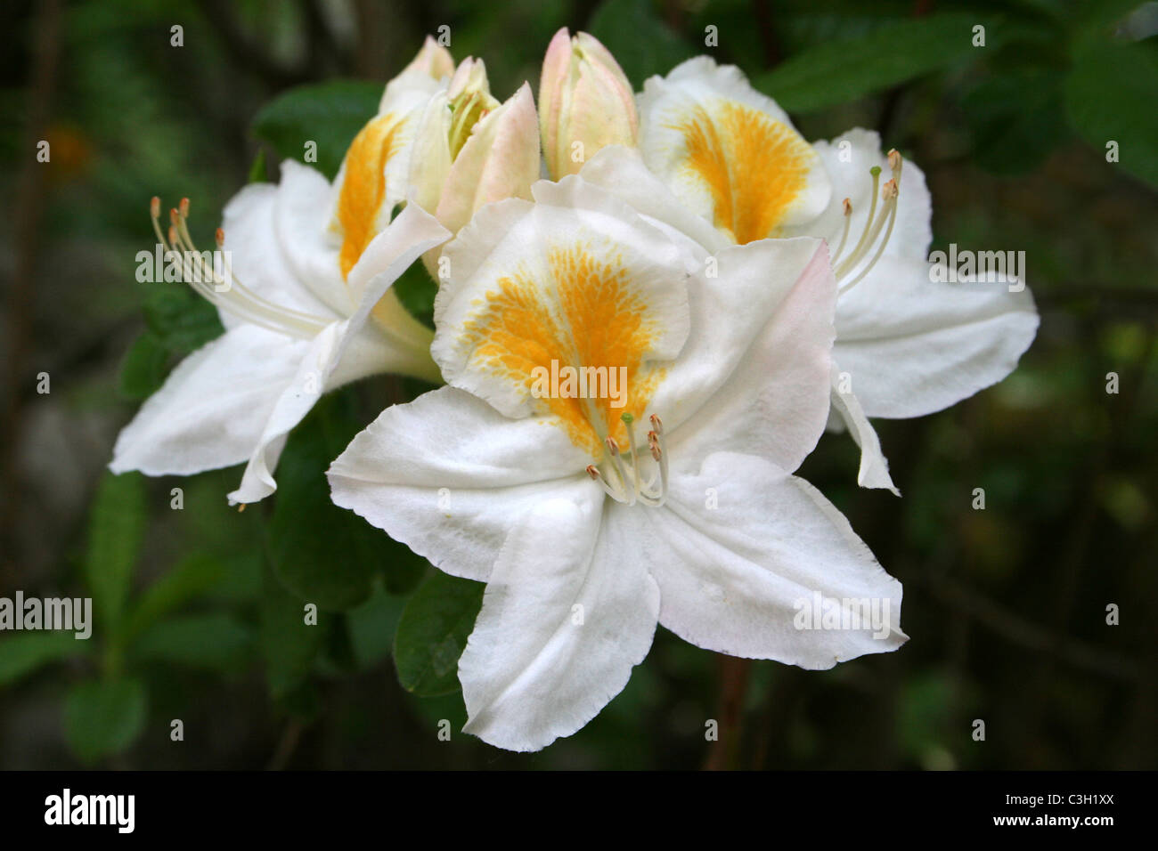 Weiße Azalee Blüten mit gelben Splash Stockfoto