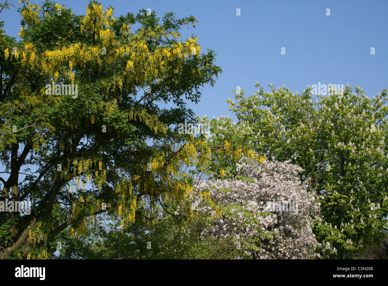 Blühende Bäume und Sträucher - Goldregen, Weißdorn und Rosskastanie Stockfoto