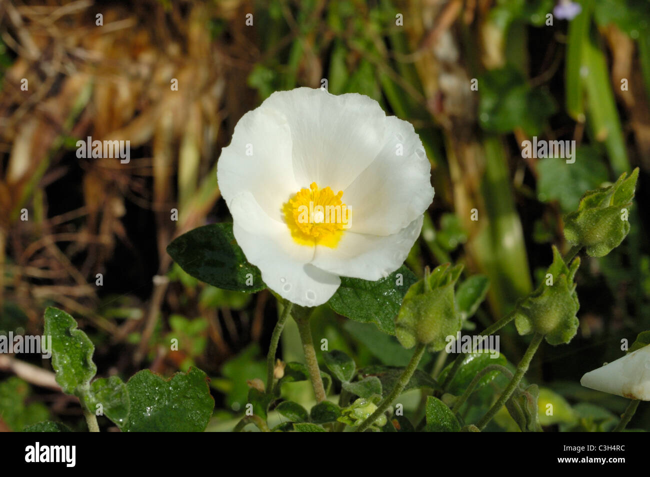 Salbei-leaved Rock-Rose, Cistus salviifolius Stockfoto