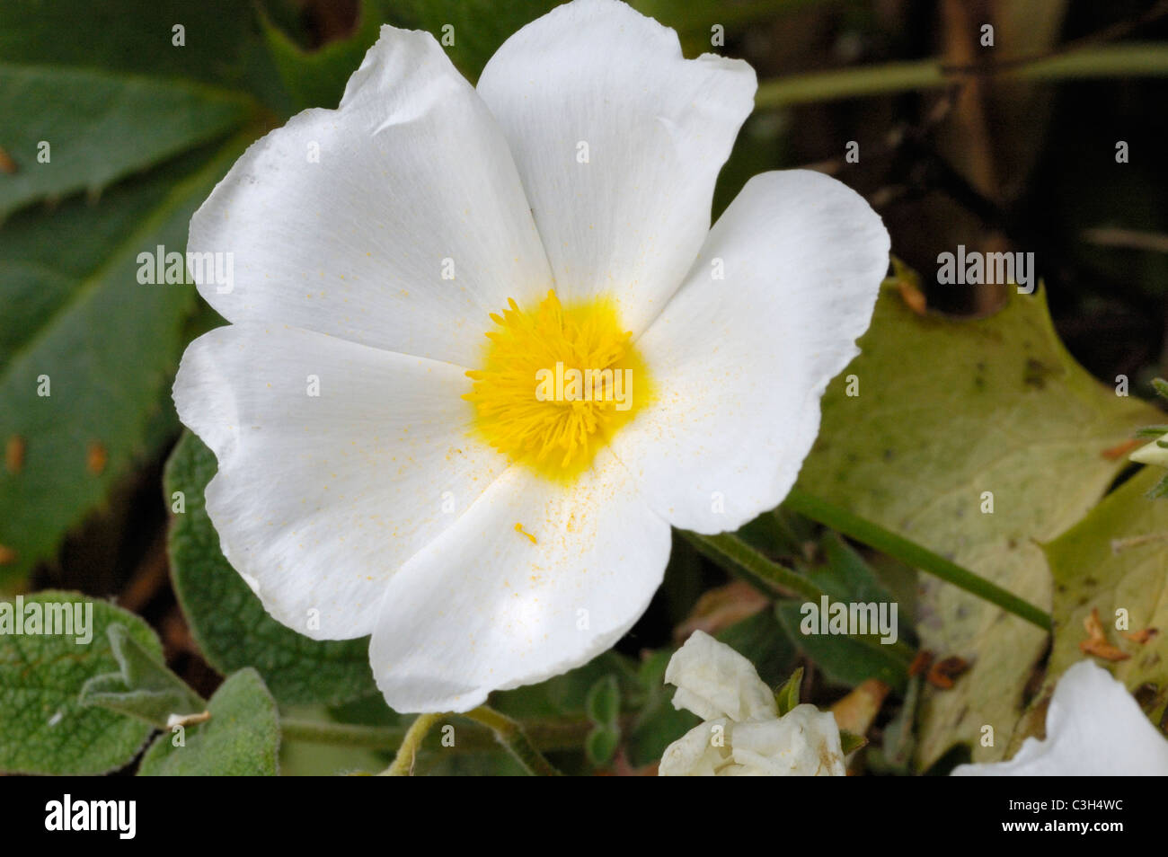 Salbei-leaved Rock-Rose, Cistus salviifolius Stockfoto
