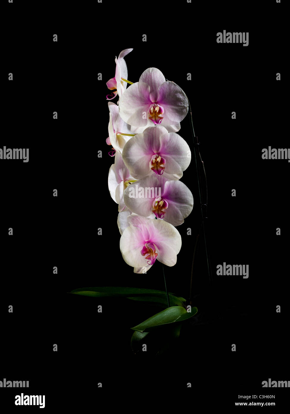 SYLVIAS Traum DORITAENOPIS Pflanze dtps Stockfoto