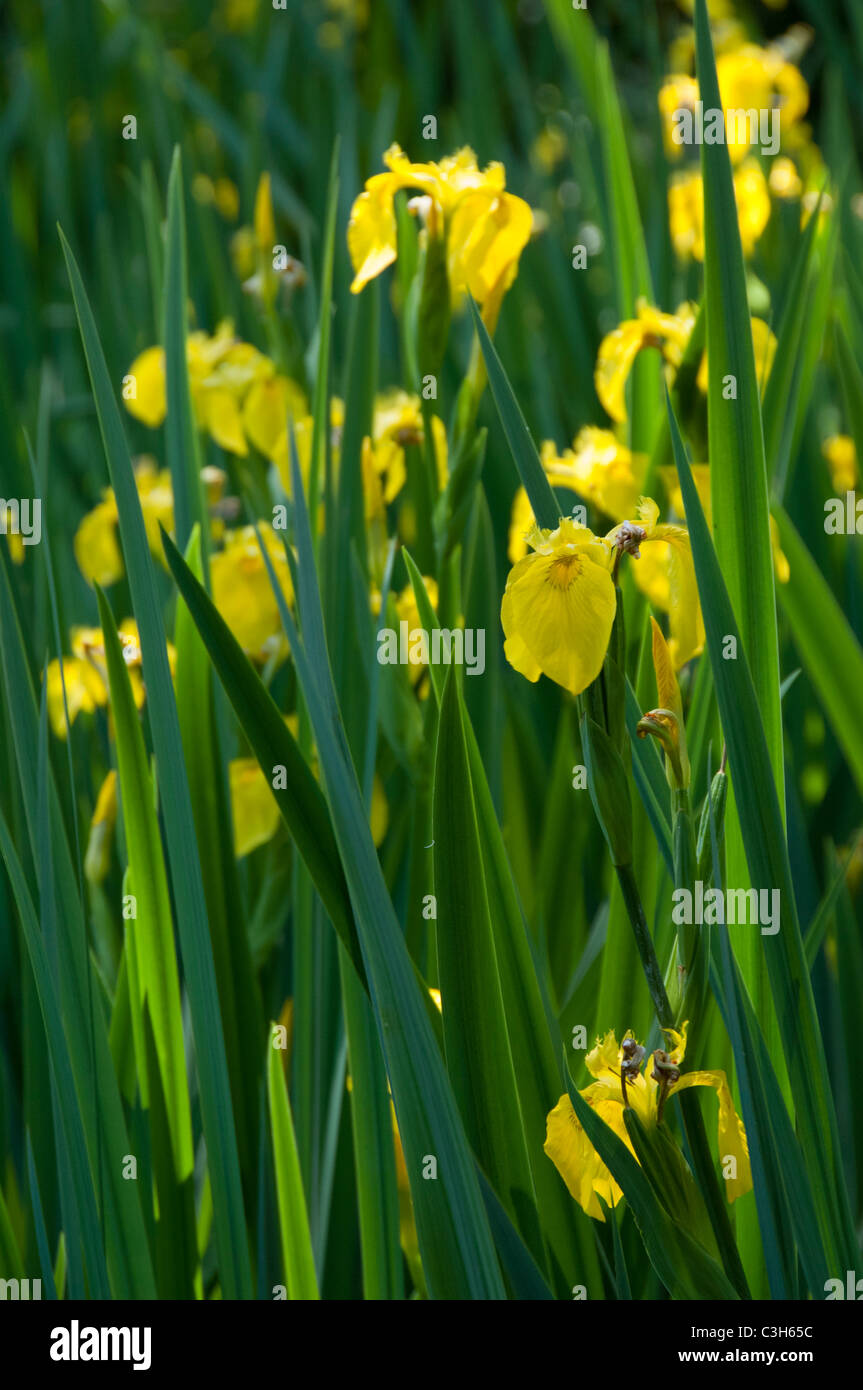 South Carolina, Charleston, Magnolia Plantation & Gärten. Gelbe Iris. Stockfoto