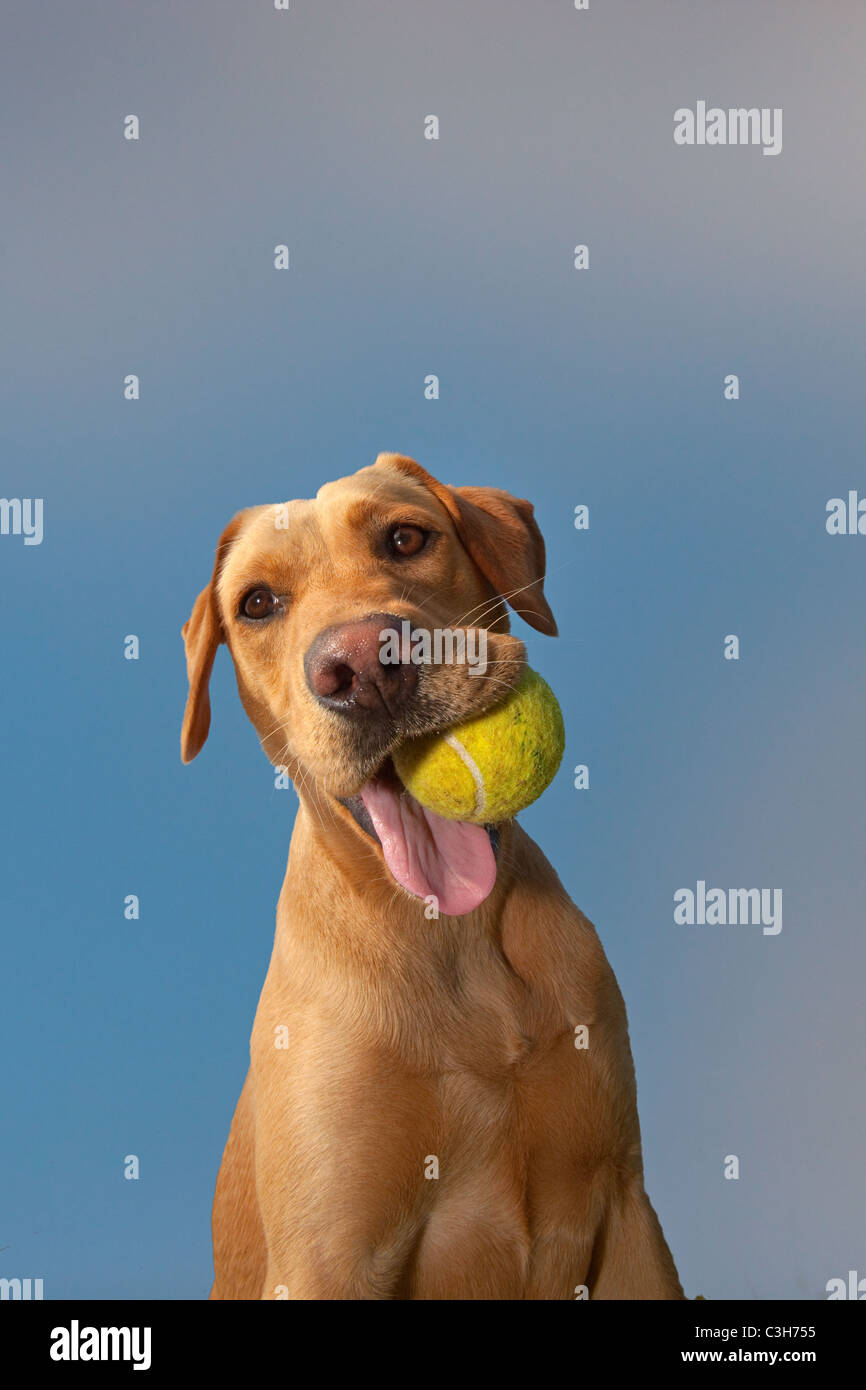 Gelben Labrador spielen mit Kugel Stockfoto