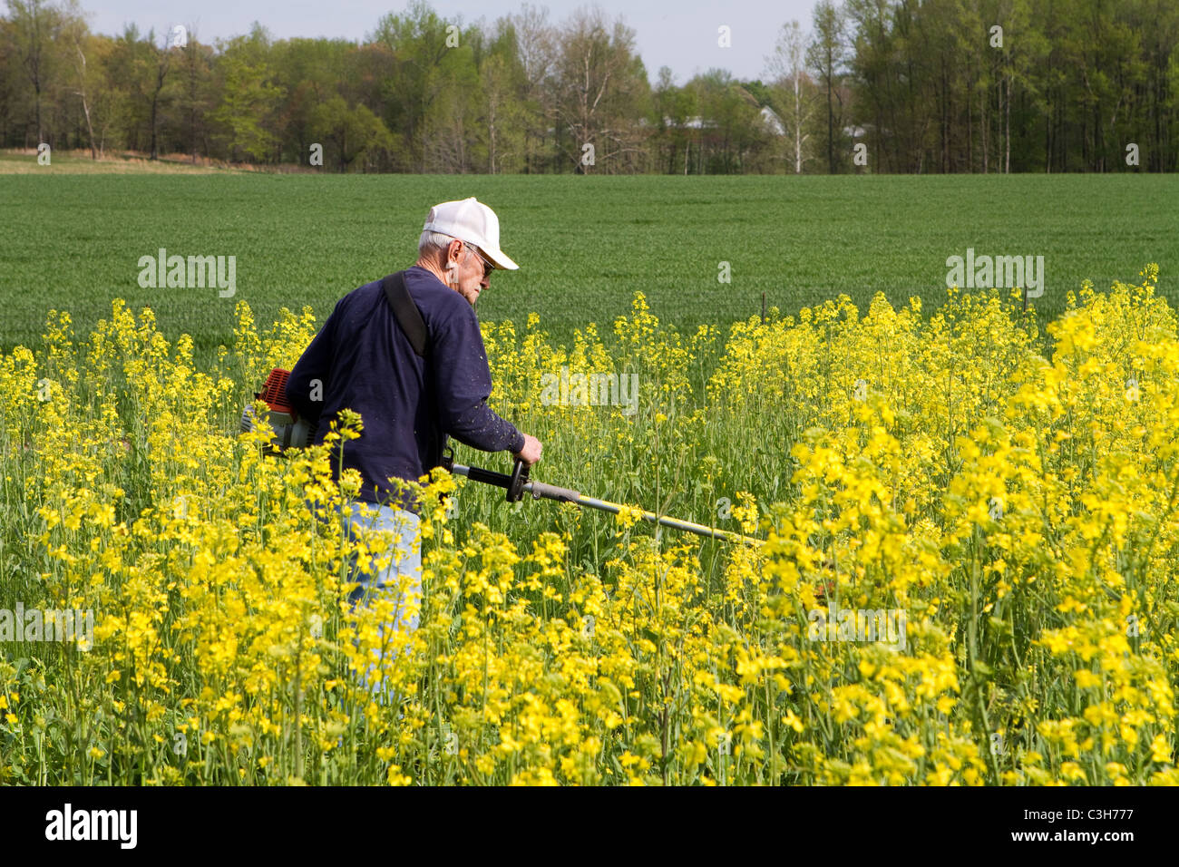 Ältere Senioren der Mensch nutzt eine Unkraut-Esser-Maschine, um ein Bereich der Blüte Chicorée auf landwirtschaftlichen Flächen zu schneiden. Stockfoto