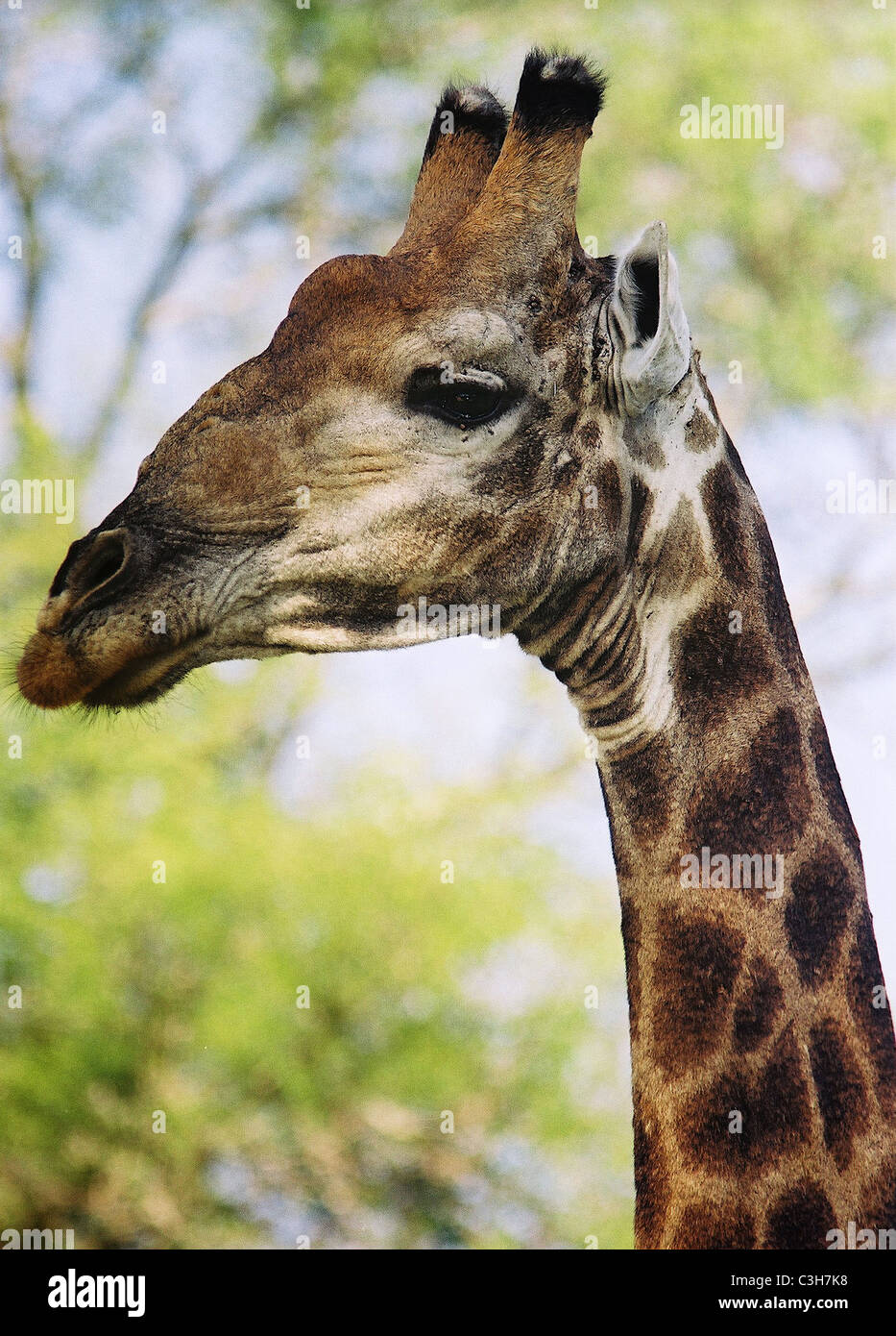 Giraffe Giraffa Plancius Mala Mala Kruger in Südafrika Stockfoto