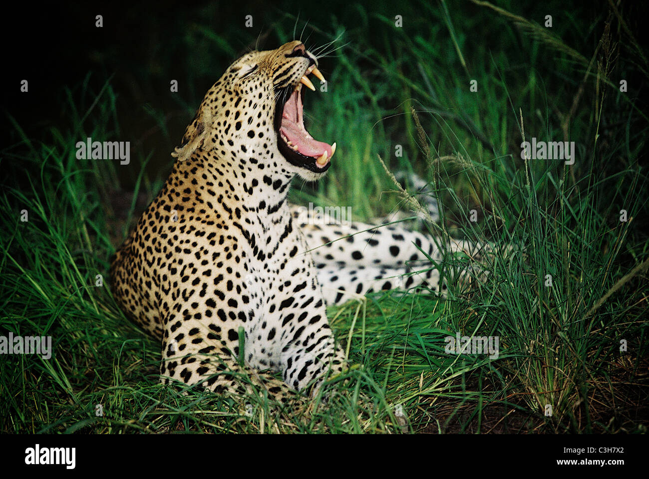 Leoparden Panthera Pardus gähnt Mala Mala Kruger Südafrika Stockfoto