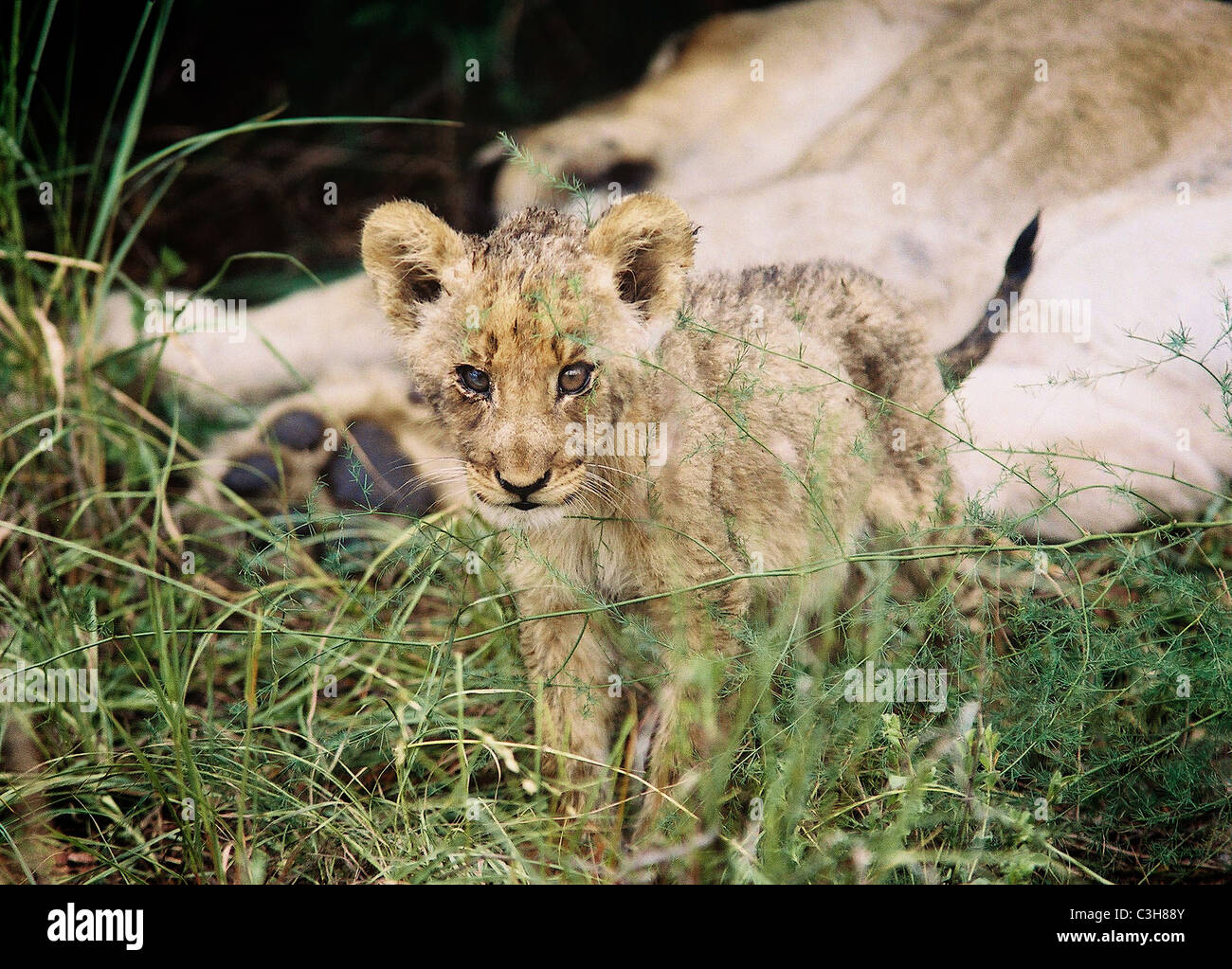Löwenjunges Panthera Leo Mala Mala Kruger National Park-Südafrika Stockfoto