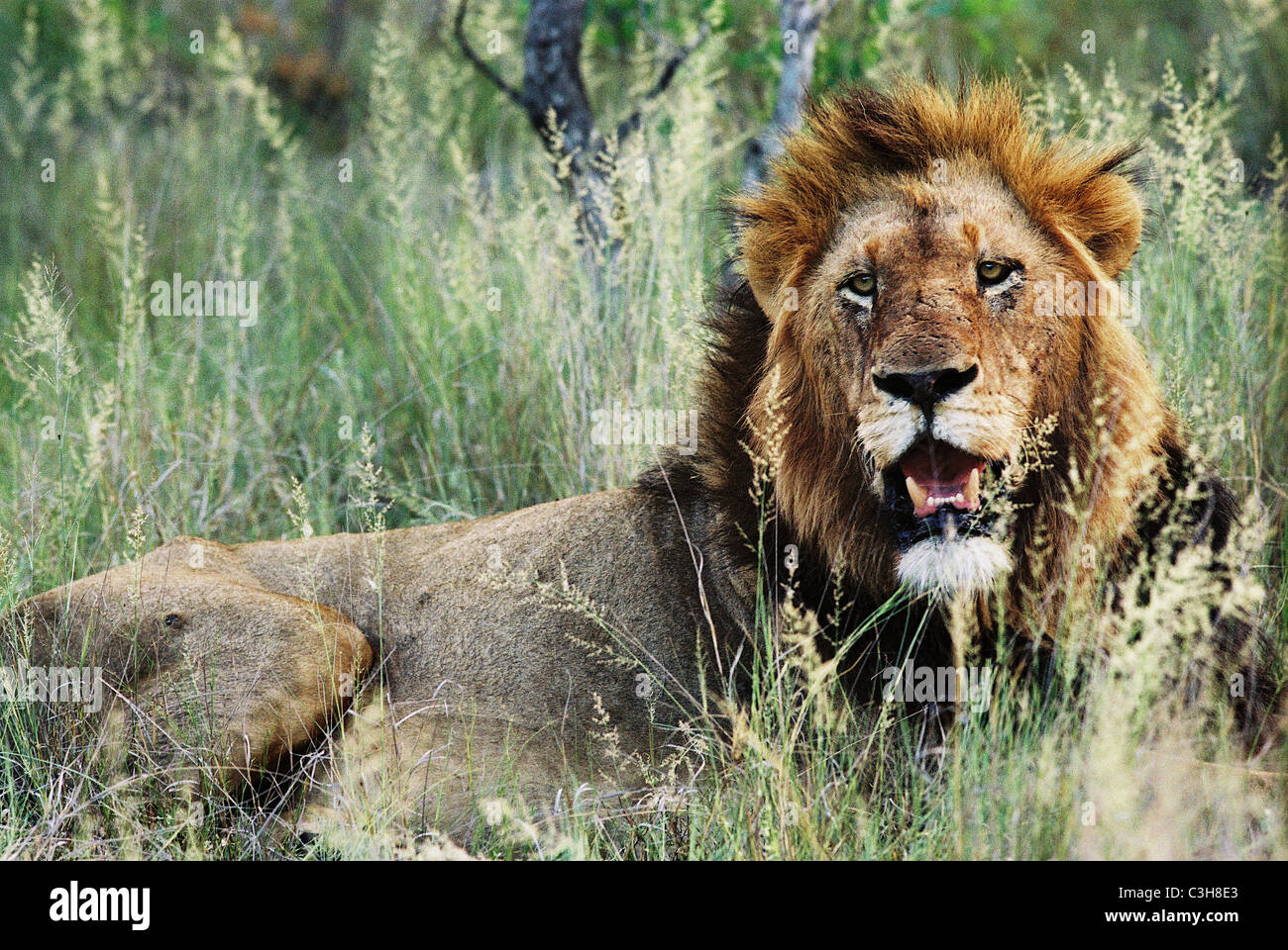 Männlicher Löwe Panthera Leo Mala Mala Kruger National Park-Südafrika Stockfoto