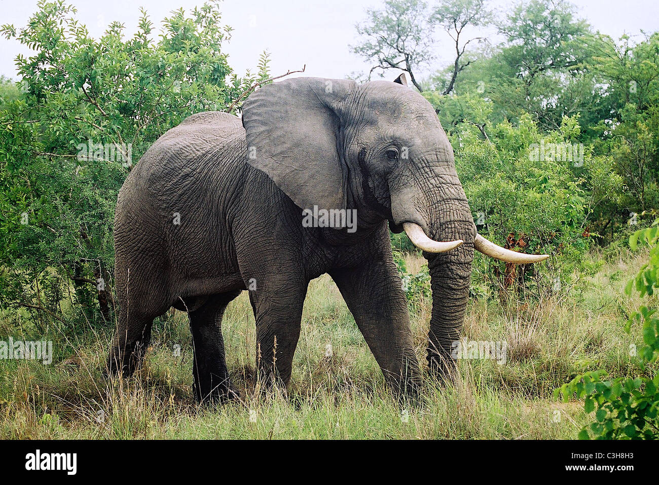 Männlicher afrikanischer Elefant Loxodonta Africana muss Mala Mala Kruger Südafrika Stockfoto