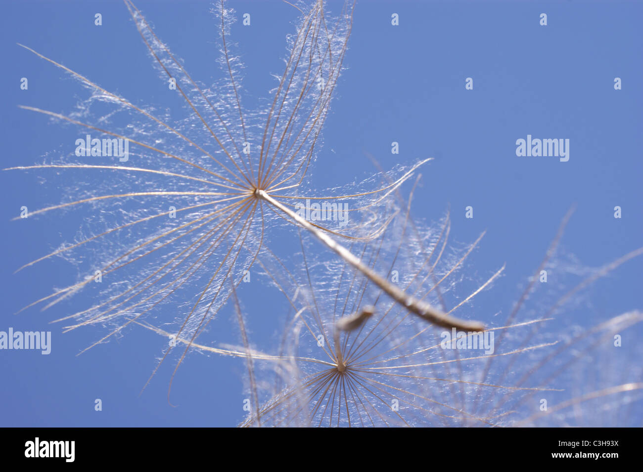 LÖWENZAHN UHR FLOWER HEAD Stockfoto