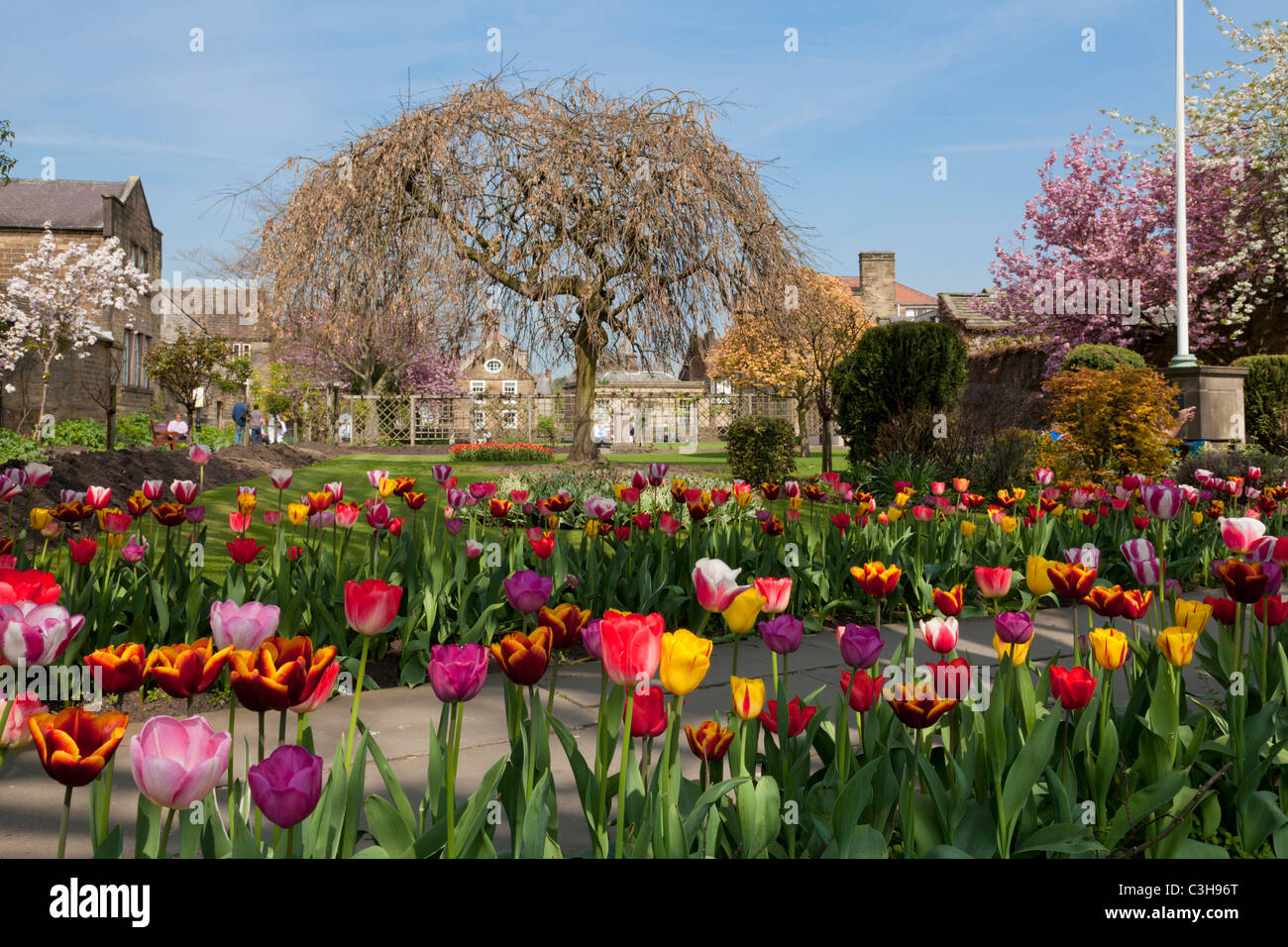 Tulpen in einem Blumenbeet im Bad Gärten Bakewell Derbyshire Peak District England GB UK EU Europa Stockfoto