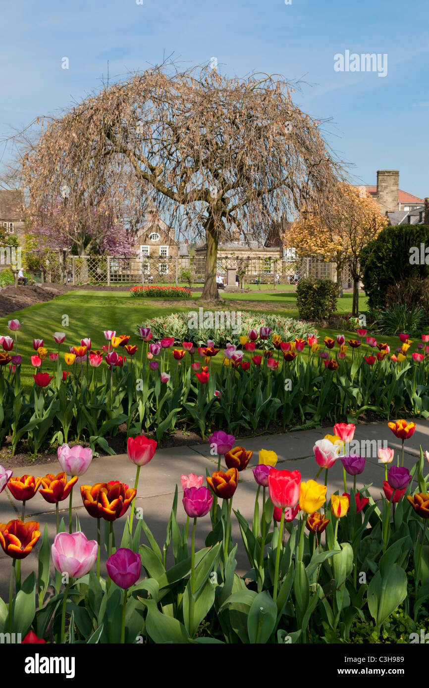 Tulpen in einem Blumenbeet im Bad Gärten Bakewell Derbyshire Peak District England GB UK EU Europa Stockfoto