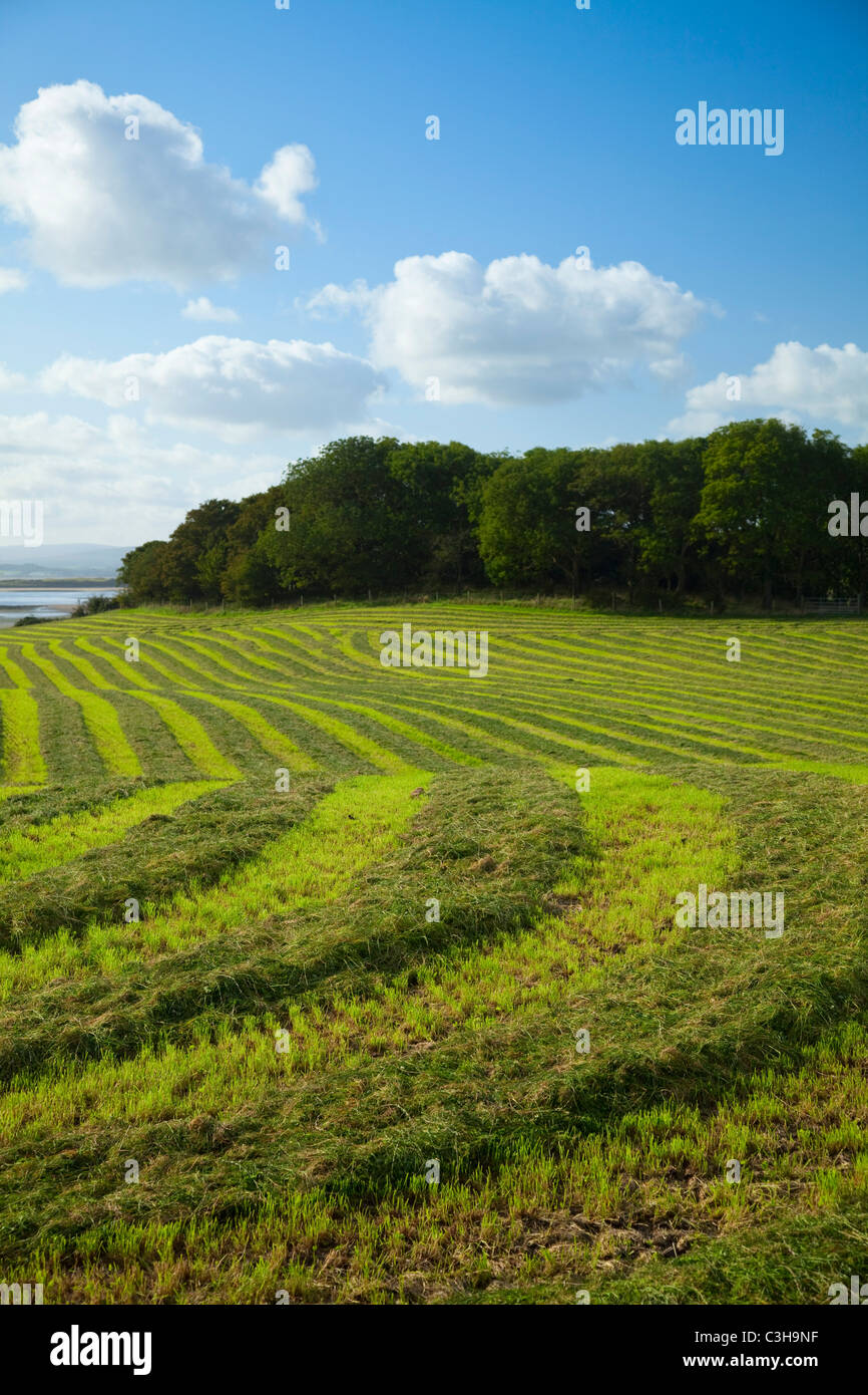 Feld von geschnittenem Gras für Silage, County Sligo, Irland. Stockfoto